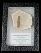 Fossil Caesalpinia Leaf - Green River Formation #16319-2